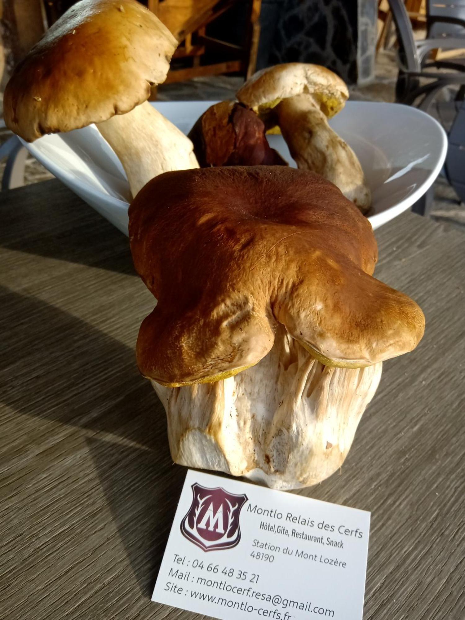 Montlo Relais Des Cerfs Hotel Cubieres Kültér fotó